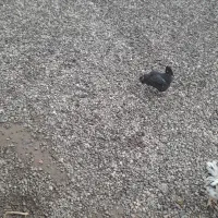 تخم مرغ نطفه دار گلین زیبا