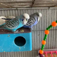 فروش مرغ عشق انگلیسی مولد