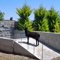 بره نر ۵ ماهه مادر زل تاپ و پدر رومانف