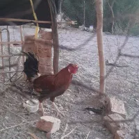 خروس|حیوانات مزرعه|دامن, |دیوار