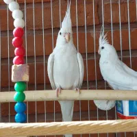 سه تا عروس هلندی آلبینو|پرنده|لواسان, |دیوار