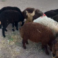 20 رس بره نر