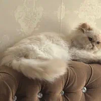 توجه توجه (گمشده گربه پرشین )