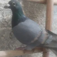 کفتر مسافتی