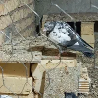 جوجه نر و ماده