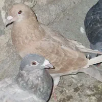 کبوتر رنگه