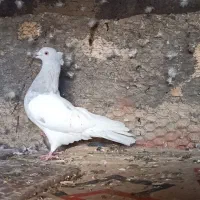کبوتر سینه زرد بلژیکی و کله الماسی وطوقی لامرد|پرنده|لامرد, |دیوار