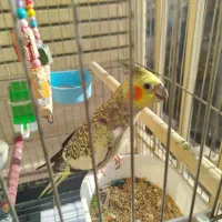 یک جفت عروس هلندی