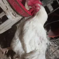 خروس مادر .مرغ و خروس گوشتی .بوقلمون گوشتی.غاز . ‌