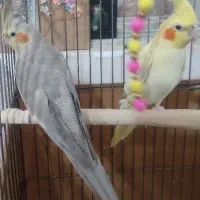 دوچرخه سایز ۱۲ برند رالی قیمت مناسب 1750|دوچرخه، اسکیت، اسکوتر|یزد, |دیوار