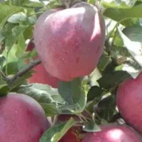 سیب سرخ درجه یک شهرستان سراب(سر درخت)