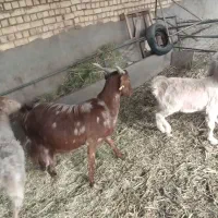 بز و میش و بره|حیوانات مزرعه|یزد, |دیوار