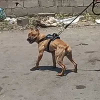 پیتبول نر اصیل آماده کشش