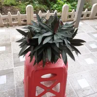 گل آپارتمانی