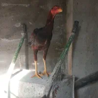 جوجه خروس ۵ماهه