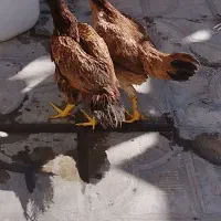 دو تا خروس لاری