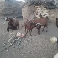 بز پاکستانی