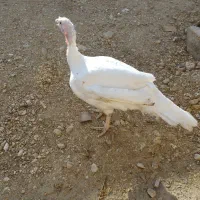 بوقلمون گوشتی بیوتی