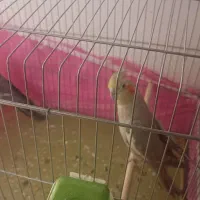 جفت عروس هلندی مولد