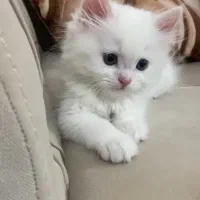 بچه گربه بریتیش لانگ هیر