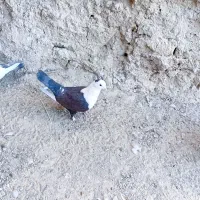 کربلایی ، طوقی، سینه ای، زاغ|پرنده|سراوان, |دیوار