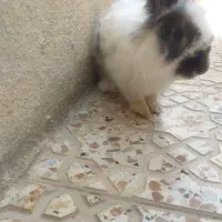 خرگوش خارجی|موش و خرگوش|سردشت, |دیوار