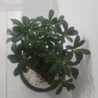 بنسای|گل و گیاه طبیعی|مشهد, خواجه ربیع|دیوار