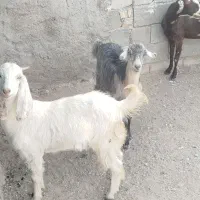 بز ابستن|حیوانات مزرعه|فورگ, |دیوار