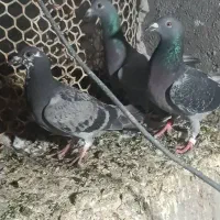 کفتر رنگی با پلاکی|پرنده|بندر ماهشهر, |دیوار