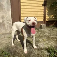 پیتبول ماده|سگ|تهران, تهرانسر غربی|دیوار