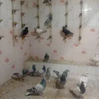 کبوتر رنگی ...