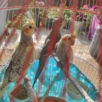 سه  عدد جوجه  عروس هلندی|پرنده|صومعه‌سرا, |دیوار