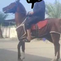 اسب نریون احصان ذکر