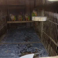 ۴عددطوطئ کرینجک ناناسی|پرنده|اردبیل, |دیوار