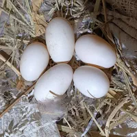 تخم غاز نطفه دار