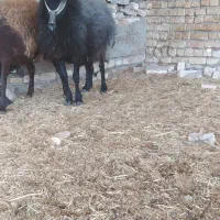 شیشک میش افشاری