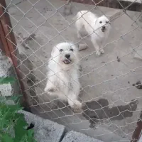 سگ دزدیده شدن از باغ طرف امام زاده اسلاملو