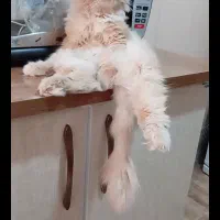 پرشین باوسایلاشون