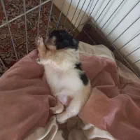 واگذاری میکس امپریال و پامر|سگ|شیرود, |دیوار