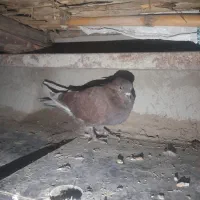 کفترشازده|پرنده|مزرعه کتول, |دیوار