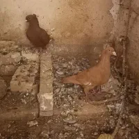 سرخ و زرد گرفتنی