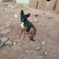 سلام معاوضه سگ با کفتر|سگ|مشهد, رده|دیوار