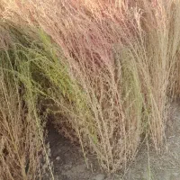 جارو‌شهرداری