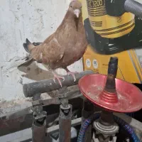 کبوتر کوی مندلی