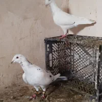 سار جفت|پرنده|تربت جام, المهدی|دیوار