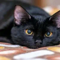 واگذاری رایگان گربه