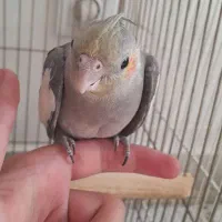 عروس هلندی ۴ماهه دستی|پرنده|بجنورد, |دیوار