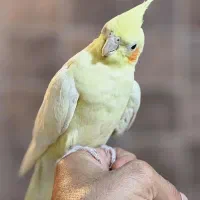 عروس هلندی پاریس گرینچیک مرغ عشق ملنگو|پرنده|شاهین‌شهر, فردوسی|دیوار