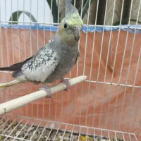 عروس هلندی