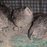 بلدرچین 300گرم|حیوانات مزرعه|جم, |دیوار